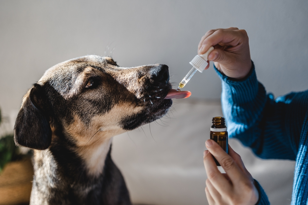 CBD Oil For Dogs: What It Does And How It Works